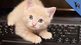 猫咪视频,猫咪视频背后的趣味故事