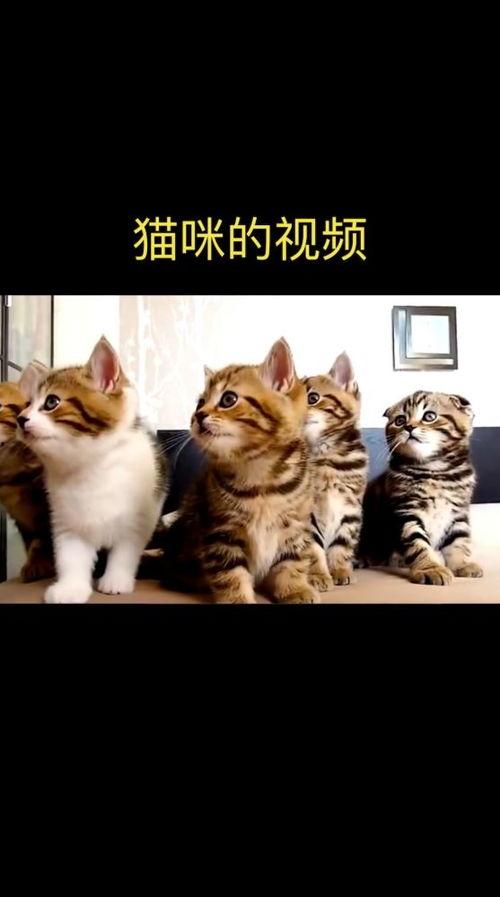 猫咪视频,猫咪视频背后的趣味故事