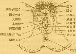 大阴帝 视频,传奇帝王的一生传奇