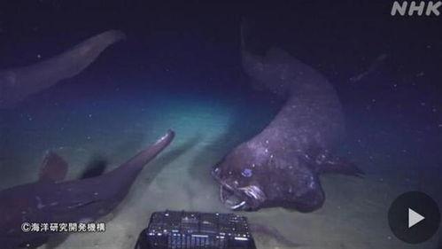 深海视频,揭秘神秘海洋生物的奇幻之旅