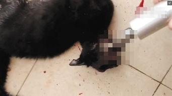 虐猫视频,人性与道德的拷问