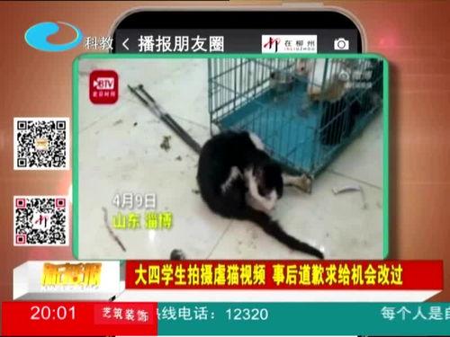 虐猫视频,人性与道德的拷问
