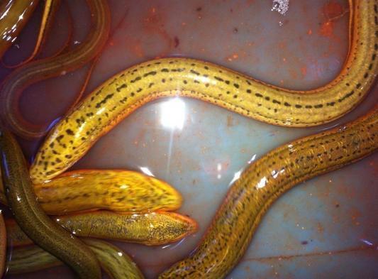 黄鳝视频,探寻水底生物的神秘生活