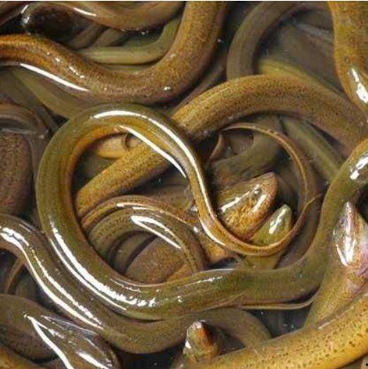 黄鳝视频,探寻水底生物的神秘生活
