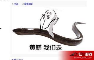 黄鳝视频,探寻水底生物的神秘生活
