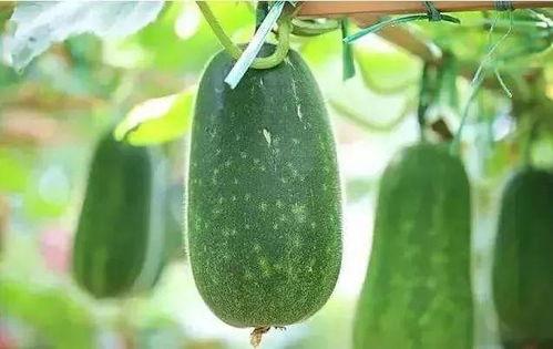 新吃黑瓜,探寻神秘果实的独特魅力与养生之道