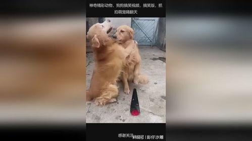 狗狗搞笑视频,萌宠界的欢乐喜剧