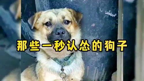 狗狗搞笑视频,萌宠界的欢乐喜剧