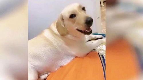 狗狗搞笑视频,萌宠界的欢乐喜剧