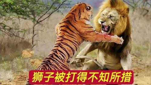 老虎和狮子打架视频,老虎与狮子激战正酣