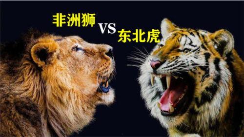 老虎和狮子打架视频,老虎与狮子激战正酣