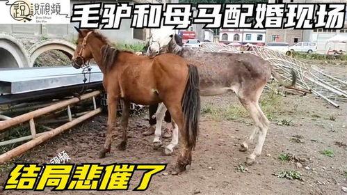 驴马交配视频