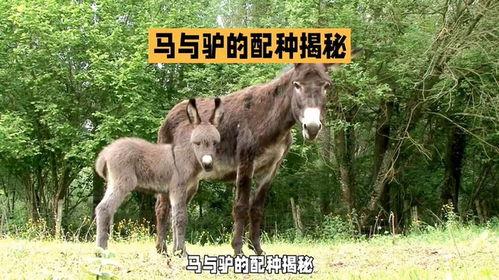 驴马交配视频