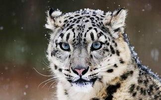雪豹视频,野生王国中的神秘猎手