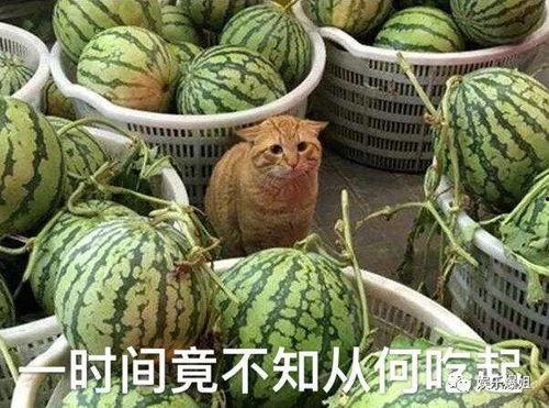 爆料群吃瓜,一场吃瓜群众的狂欢盛宴