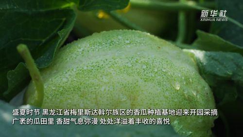 香瓜视频,带你领略短视频的魅力与创意