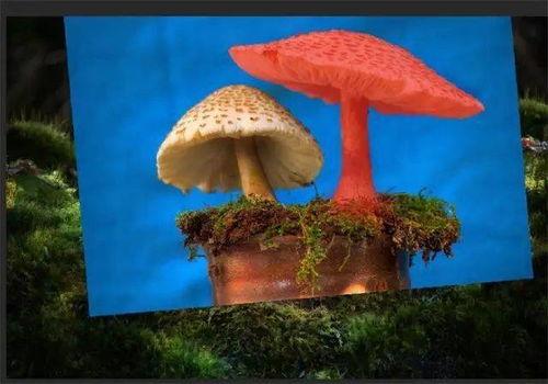 小蘑菇视频,探秘奇妙菌类世界的奇幻之旅