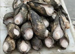 庄河吃瓜黑岛新闻,揭秘吃瓜群众的夏日新闻焦点