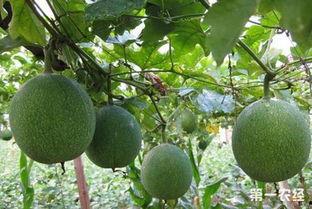 二茬小吊瓜今日行情,今日价格走势分析