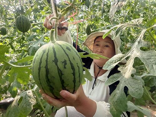 二茬小吊瓜今日行情,今日价格走势分析