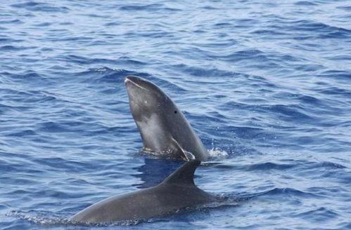 今日瓜头鲸现状,海洋中的“沉默守护者”面临挑战