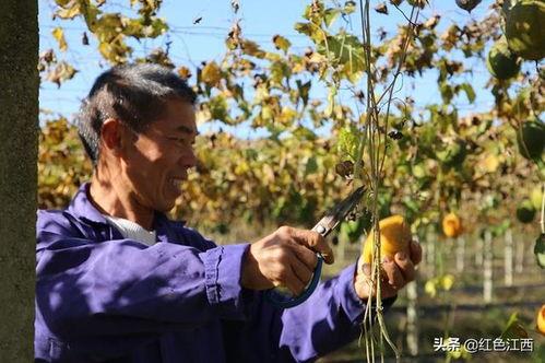 吊瓜价格今日行情,价格波动，市场动态解析