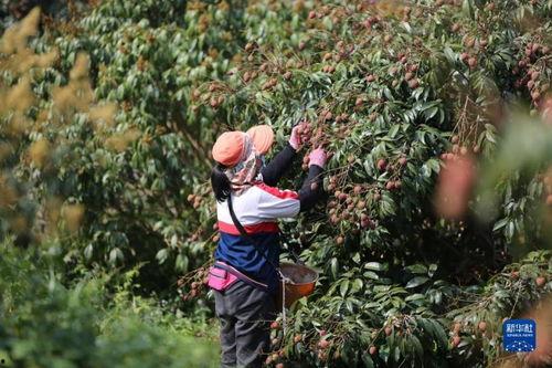 24小时吃瓜黑料免费,揭秘娱乐圈幕后真相