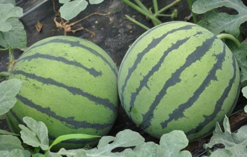 今日面瓜价格最新行情,价格波动解析与市场趋势洞察