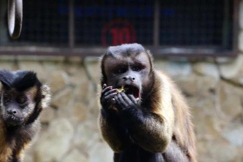 大黑猴子视频吃瓜,揭秘娱乐圈幕后故事