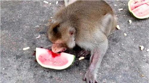 大黑猴子视频吃瓜,揭秘娱乐圈幕后故事