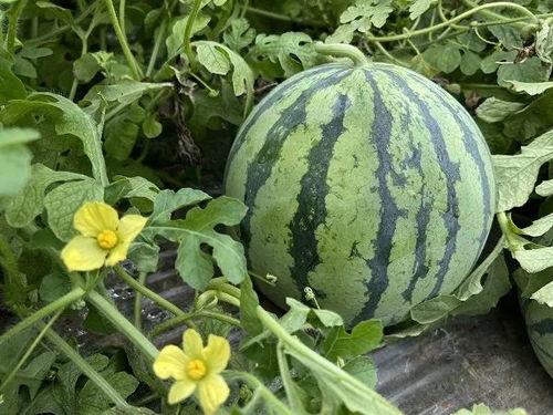 襄阳今日吃瓜新闻,揭秘街头热议焦点