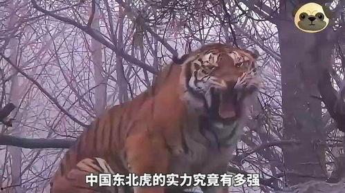 老虎狮子打架视频,老虎与狮子激战正酣