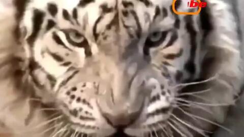 老虎狮子打架视频,老虎与狮子激战正酣