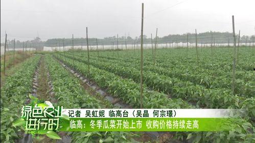 今日柳州瓜菜收购价格,今日收购价格一览