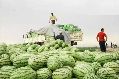 老河口石头瓜今日价格,市场行情一览