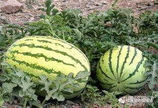 老河口石头瓜今日价格,市场行情一览