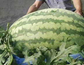 今日吃大瓜张玉,揭秘娱乐圈的“大瓜”传奇