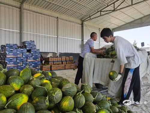 民勤今日瓜价,今日瓜价行情一览