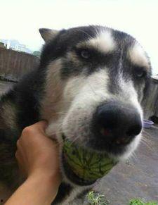 今日无吃瓜什么意思,网络流行语背后的文化现象