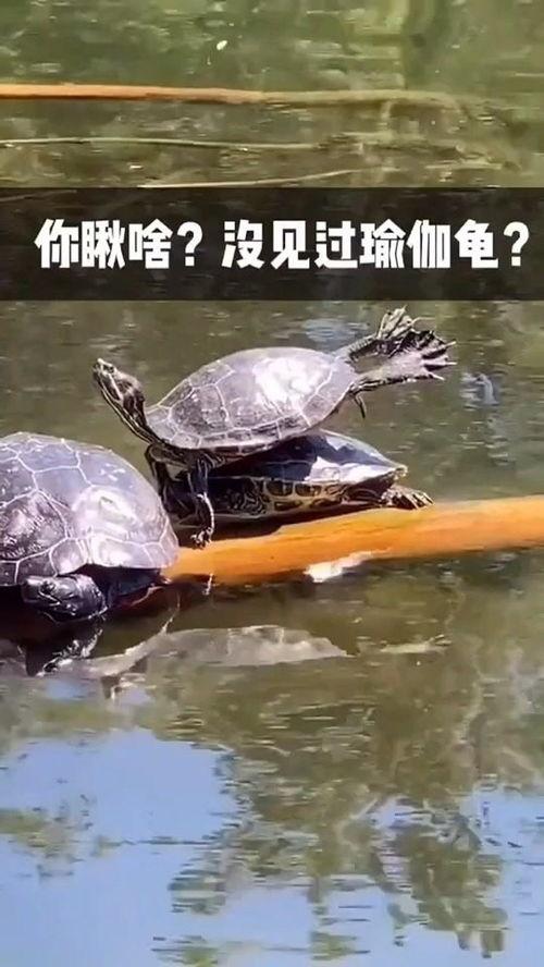 黑瓜吃料每日更新正能量视频,黑瓜吃料，陪你笑对生活挑战