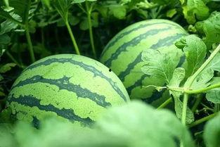 忽审今日立秋 买瓜讨