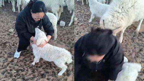 羊圈吃瓜爆料图片大全集,揭秘娱乐圈幕后真相图片大揭秘