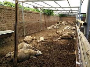 羊圈吃瓜爆料图片大全集,揭秘娱乐圈幕后真相图片大揭秘