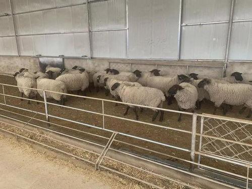 羊圈吃瓜爆料图片大全集,揭秘娱乐圈幕后真相图片大揭秘