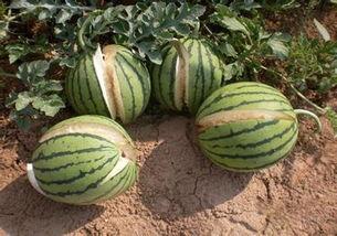 黑料不打样吃瓜,黑料不打样，吃瓜群众如何辨别真相？