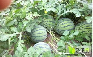 睢宁瓜今日行情,新鲜热销，价格走势分析