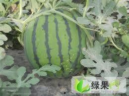 睢宁瓜今日行情,新鲜热销，价格走势分析