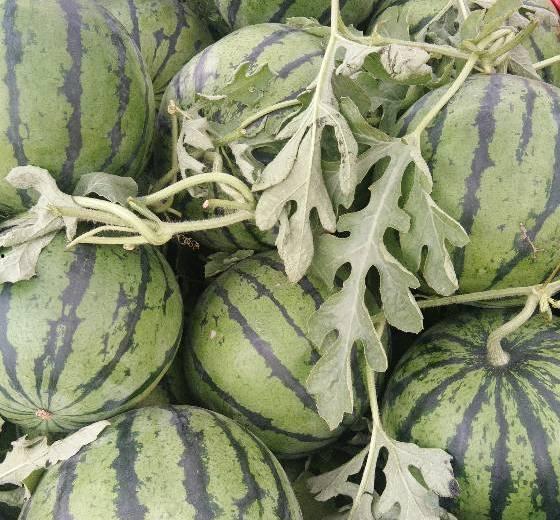 睢宁瓜今日行情,新鲜热销，价格走势分析