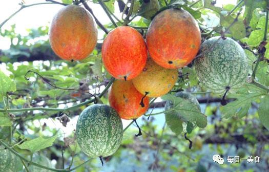 吊瓜价格今日价,市场行情一览