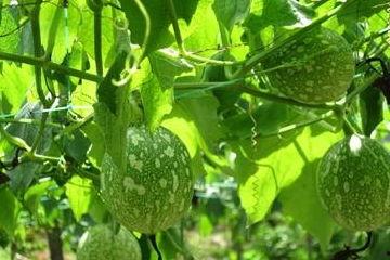 吊瓜价格今日价,市场行情一览